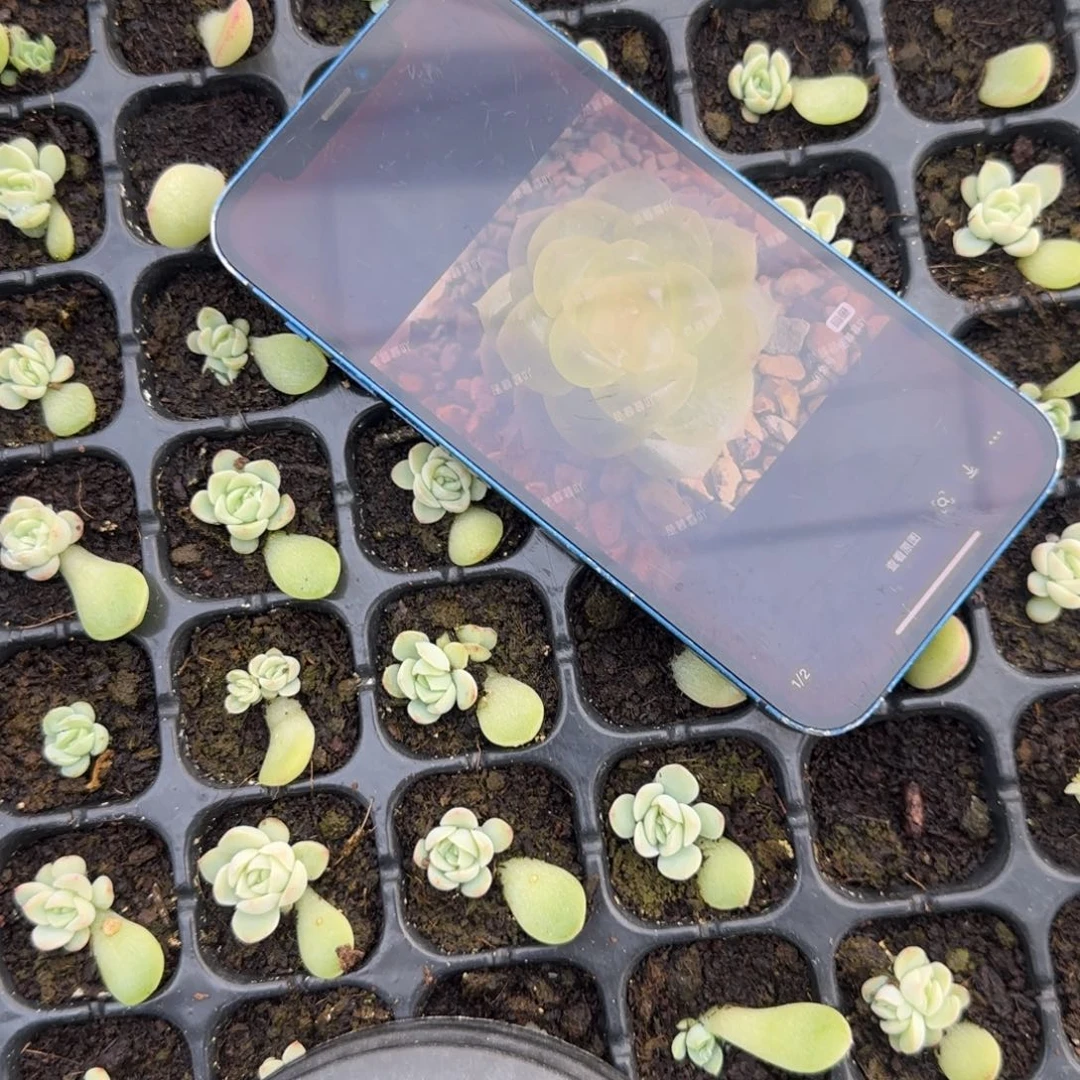 如意穴一个满25包邮