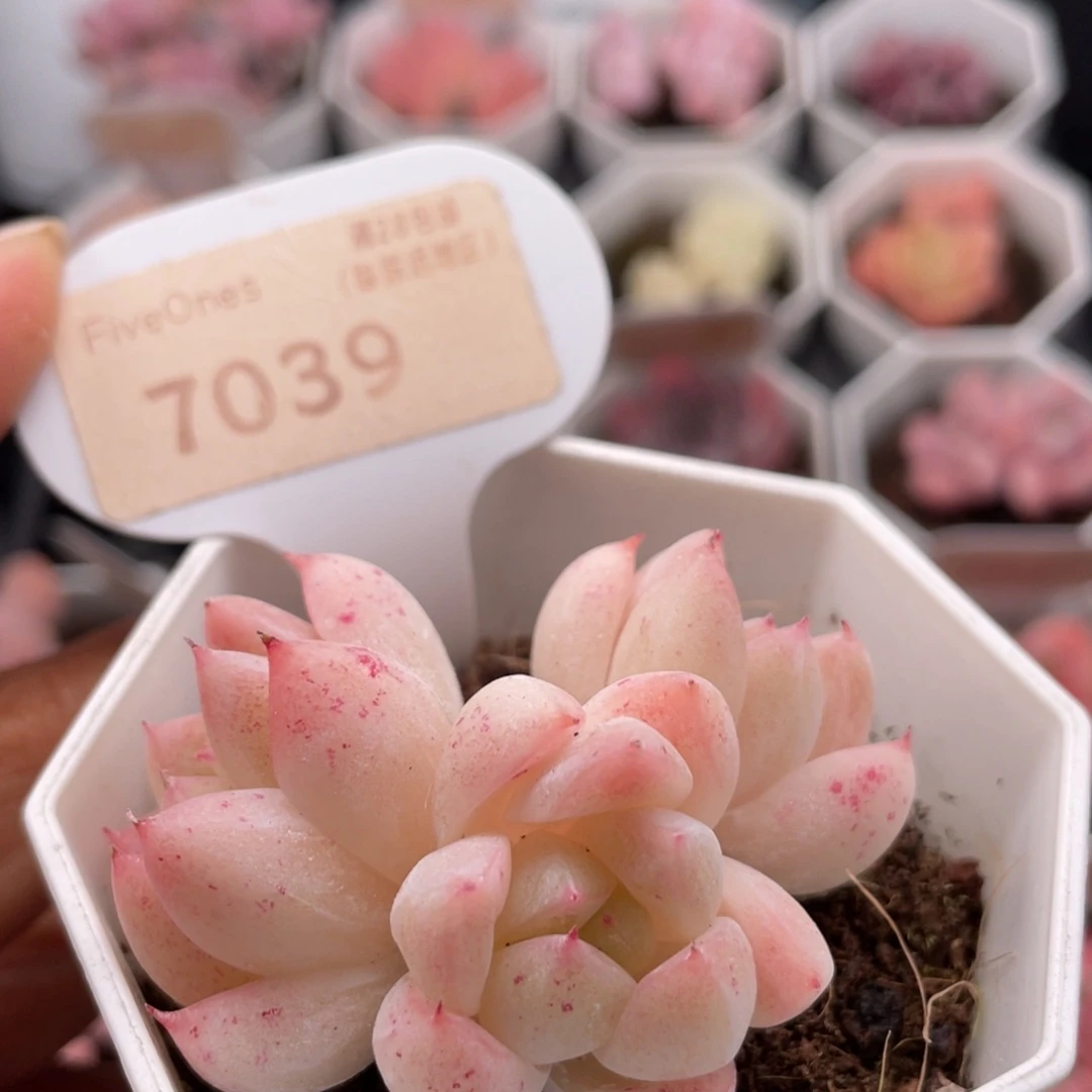西施7039-5.5厘米