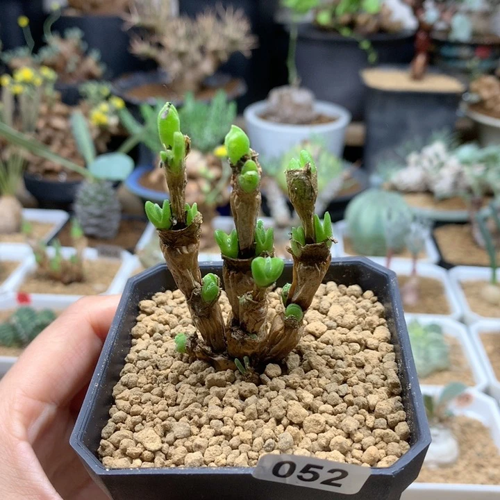 小兔子碧光环带盆052