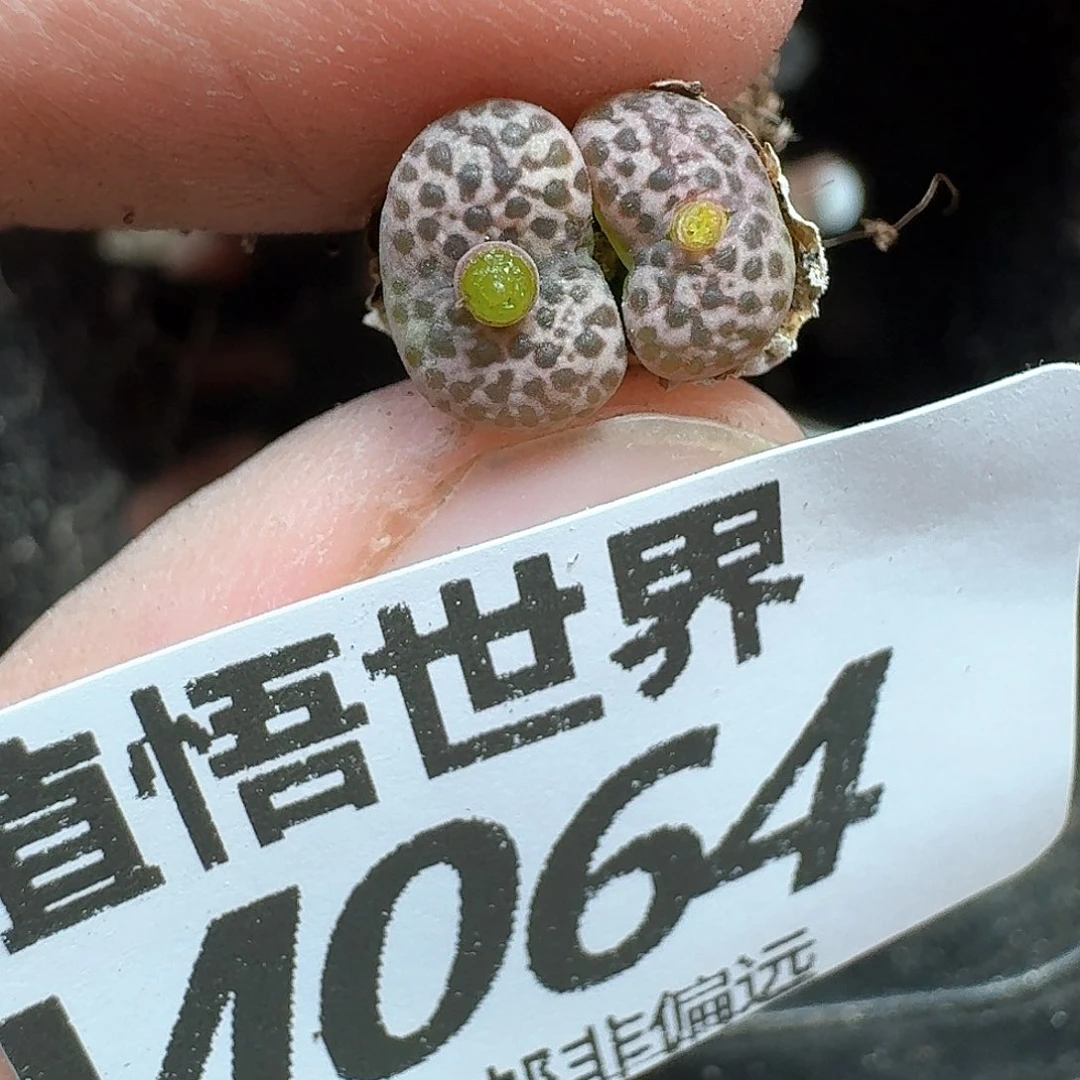 多肉植物的润泽额分