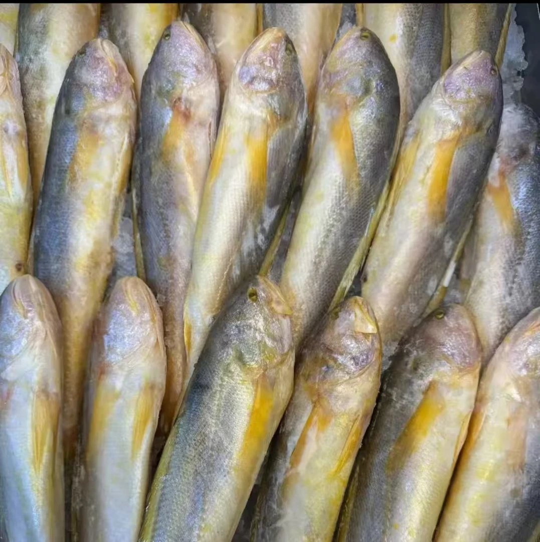 （六条）连云港发货 精品黄鱼（7两左右/条）新鲜速冻  到手6条