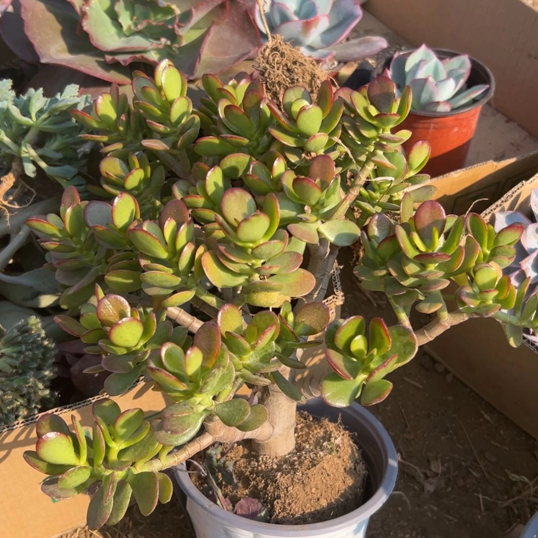 多肉植物祭红花月