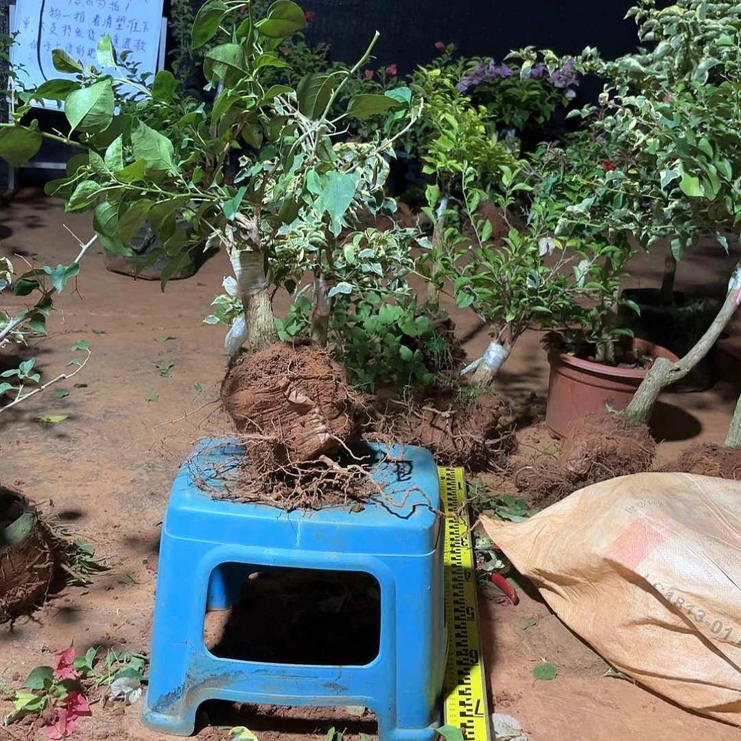 无花朵似***来三角梅鲜活植物