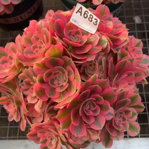 683女巫23厘米左右