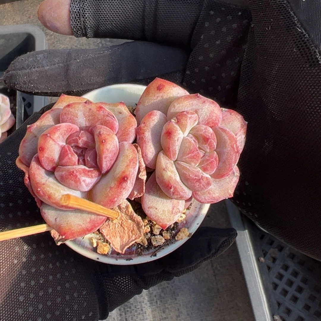 双头星影石化000000000000000