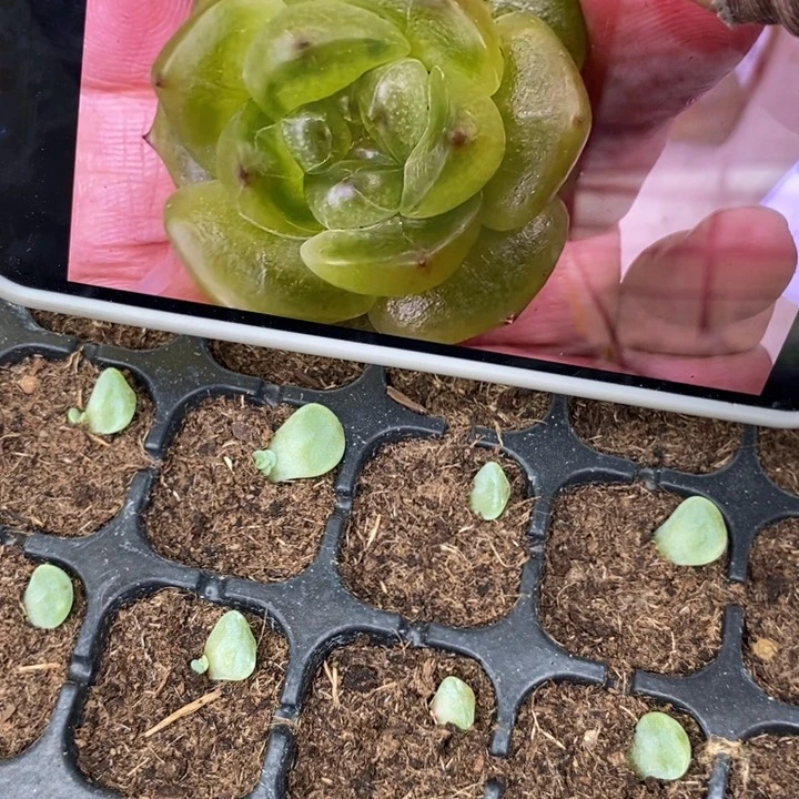 冷翡芽苗一个多肉