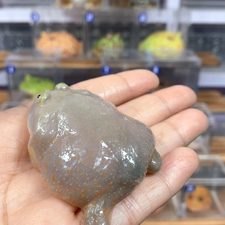 北***梦角蛙267号小丑角蛙