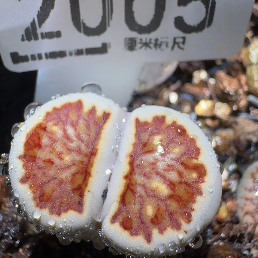 zzzz生石花肉锥2005