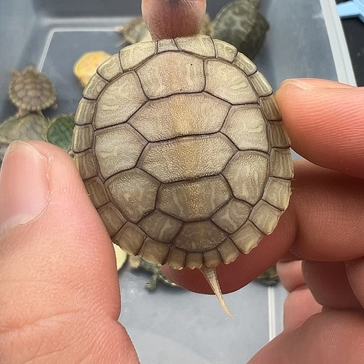 绿毛龟母巴西龟果冻