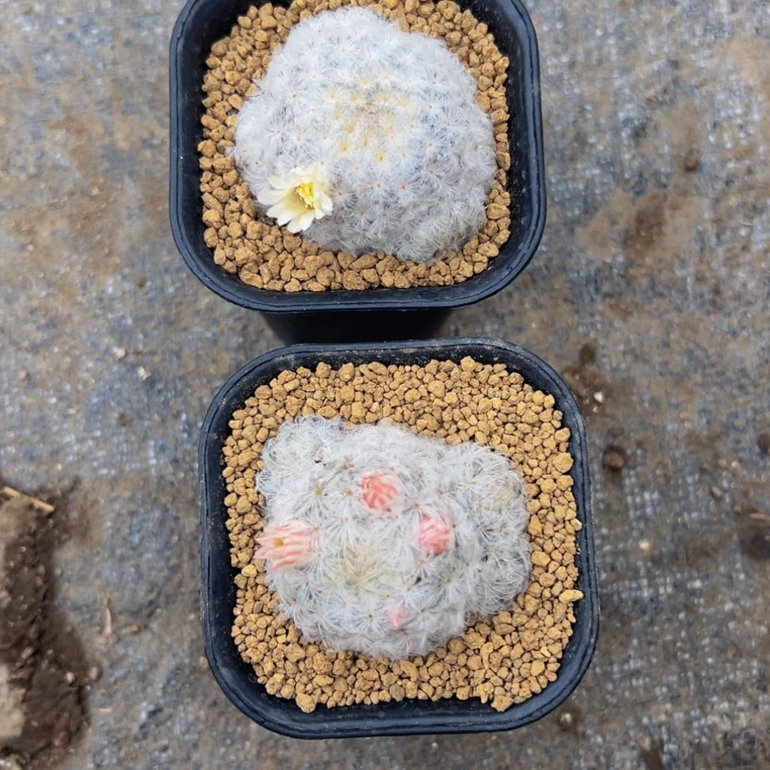 维**贝白星多肉植物带盆土