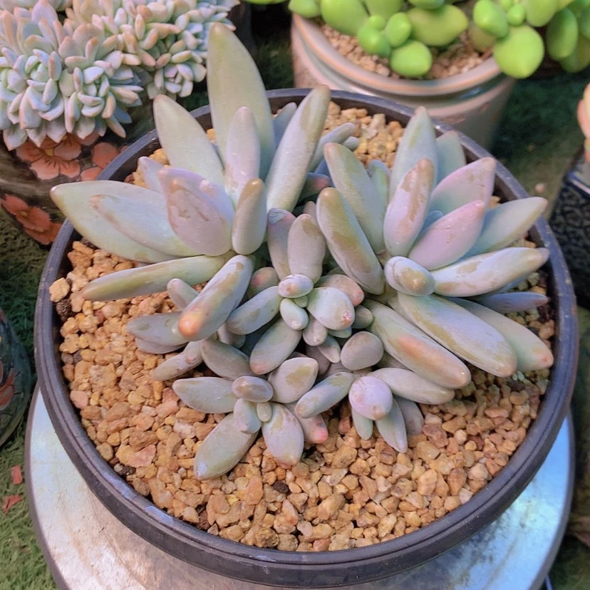 【闪购商品】企鹅15头