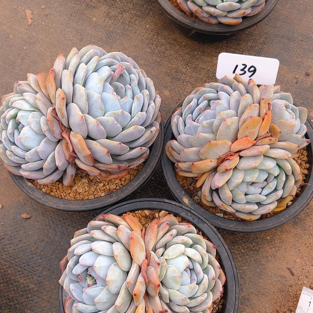 橙梦露三颗139号一物一拍