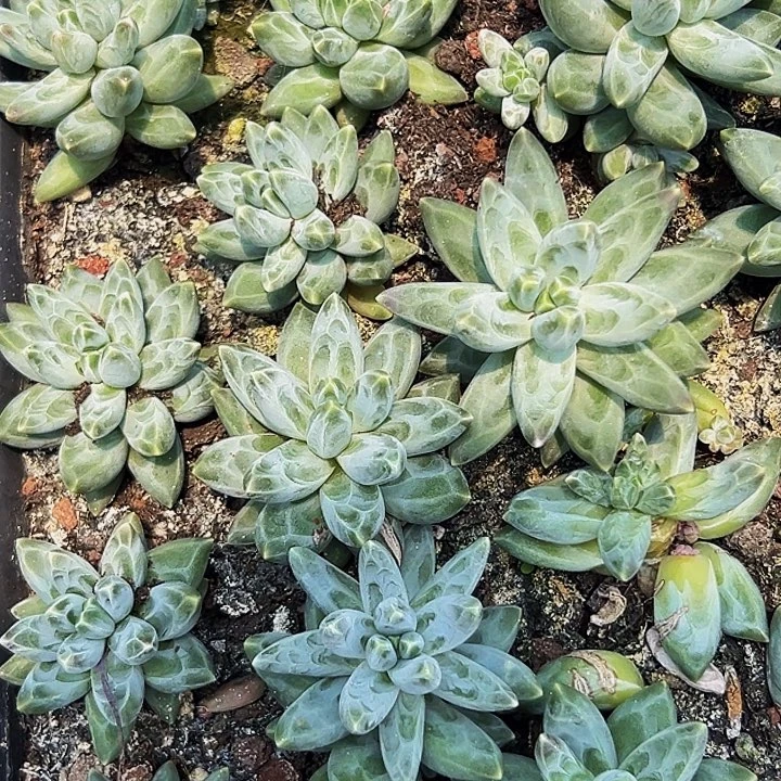 6颗美人系列多肉植物