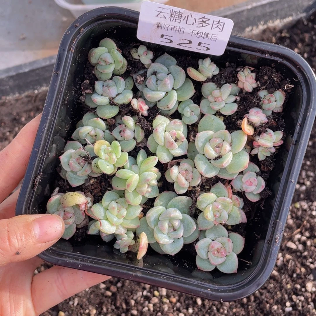 糕大上多肉植物525