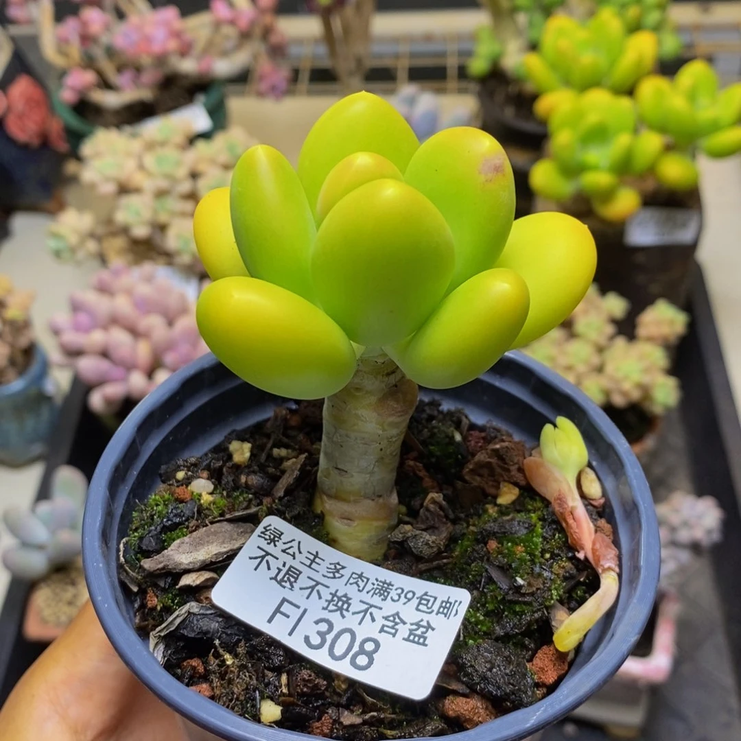 308金蟾多肉肉5c m