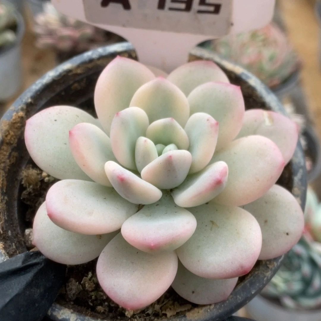 735新香水锦锦锦锦锦