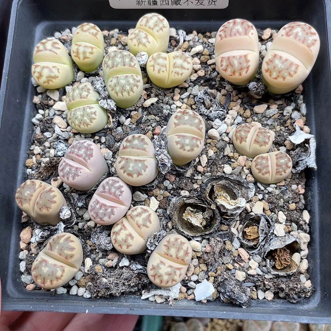 6840000花花花花花花