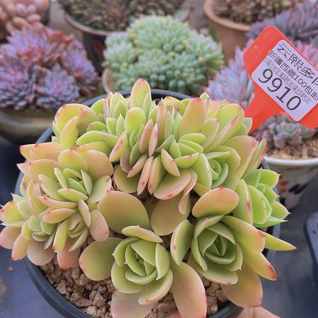 9910星娜塔缀多肉植物