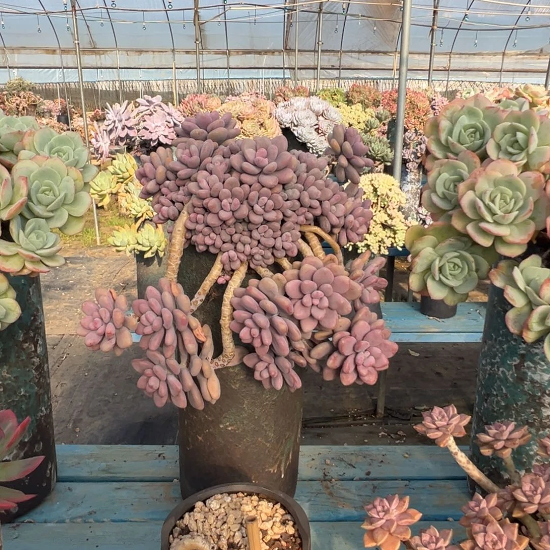 精品桃蛋瀑布妖桩 裸肉