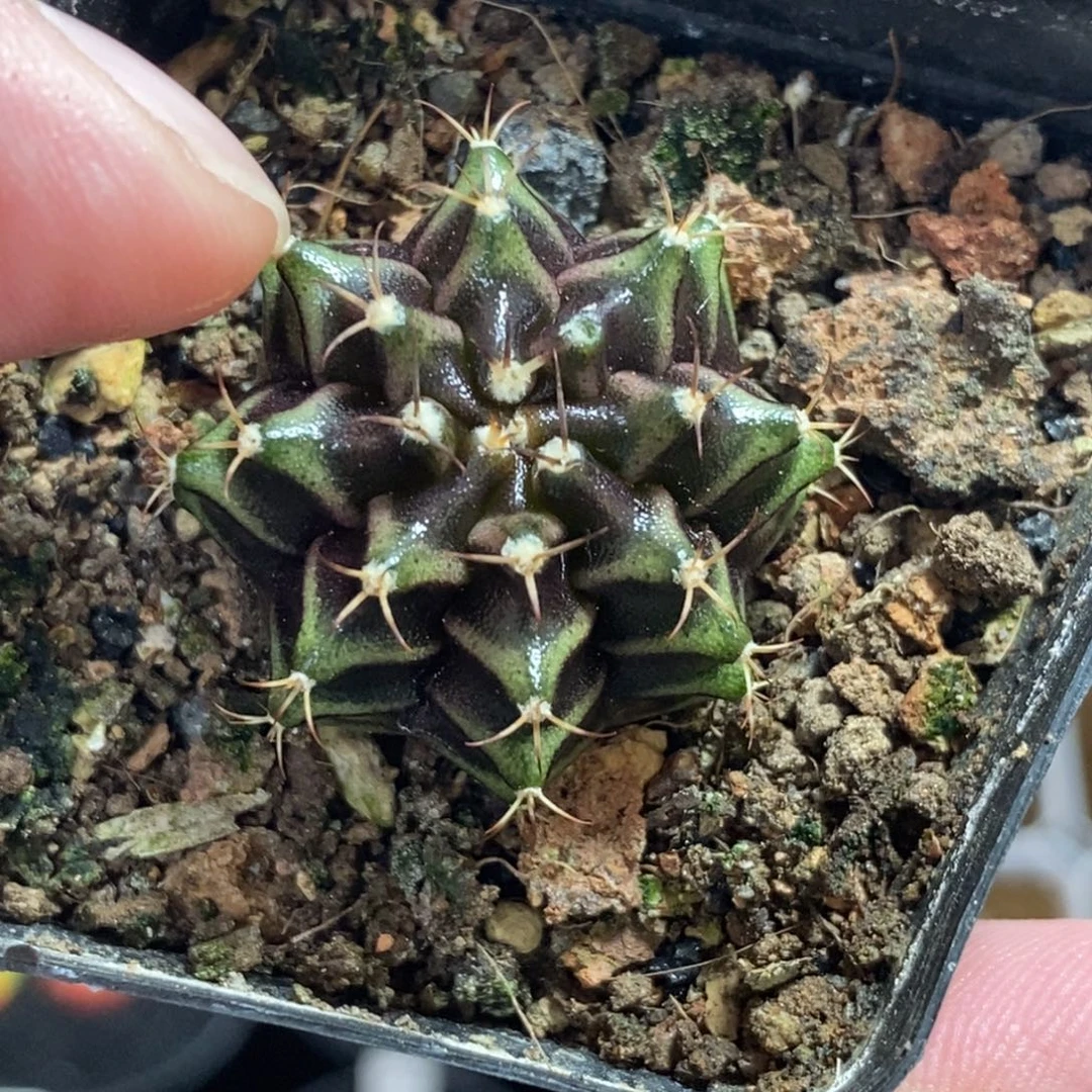 精品米哈—脱土发货55