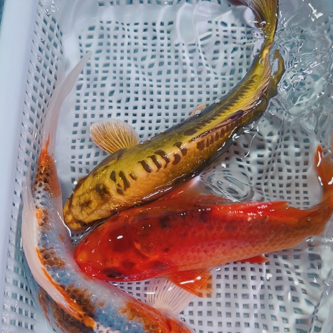 锦鲤锦鲤冷水鱼观赏117