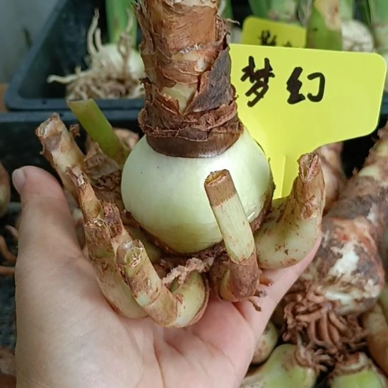 无花朵梦幻坨坨5+带10侧
