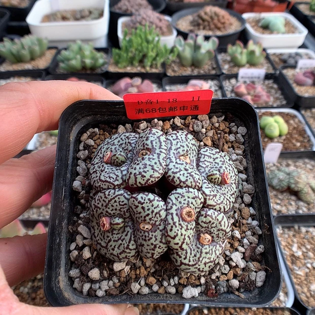 【闪购商品】1-18-11 安贞一群 40