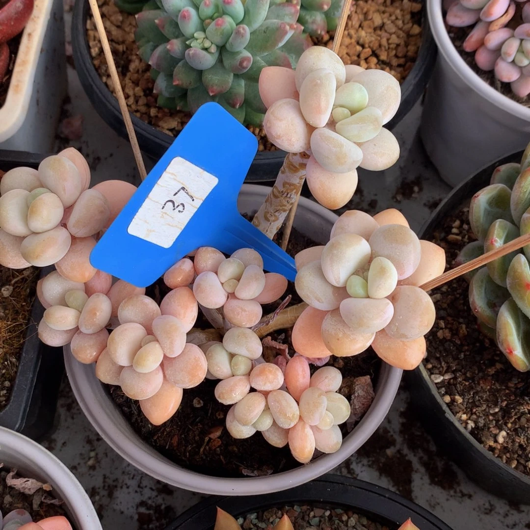 香水洛神72727722772¥2