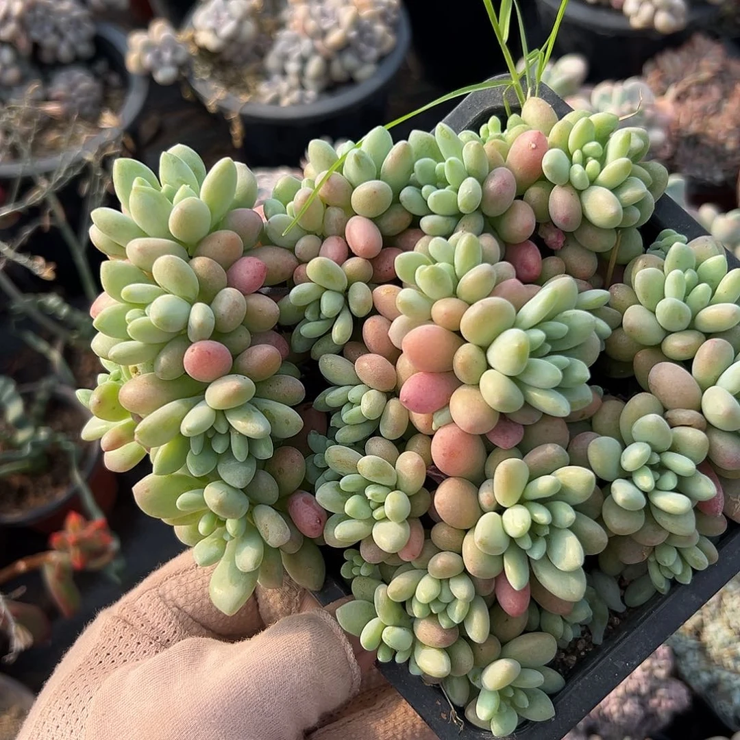 多肉植物鱼子酱群