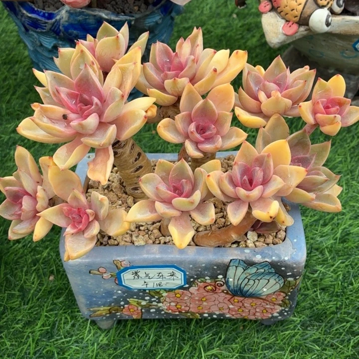 多肉植物紫气东来-4