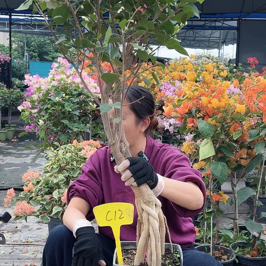 沐***熙大部分花苞少量开放C12绿樱