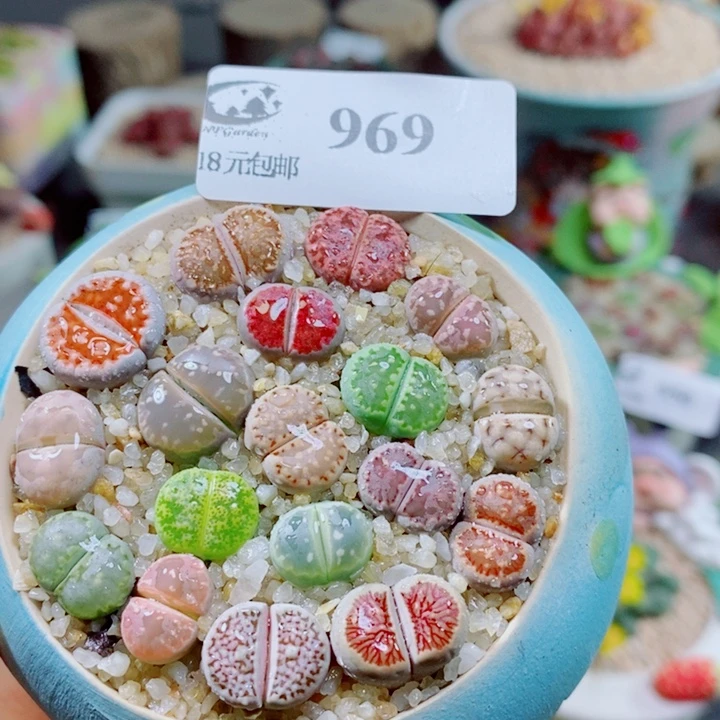 生石花花花花花花花969