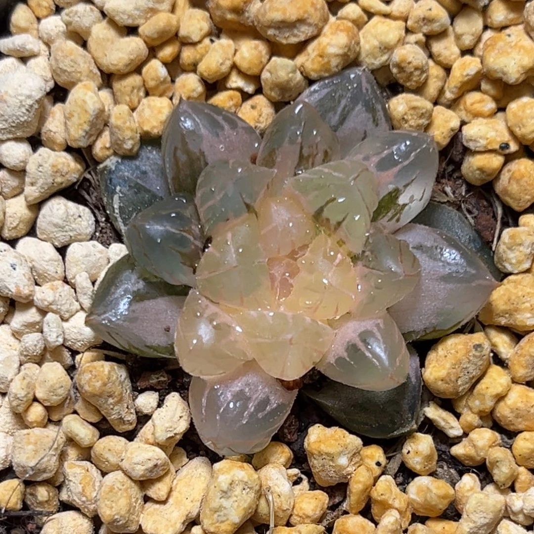 恭喜发财大吉大利778