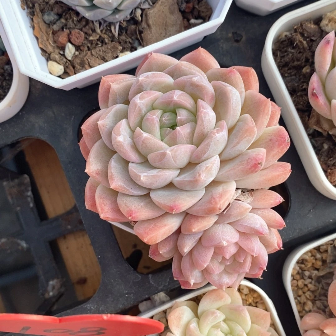 精品多肉一物一拍不包整57