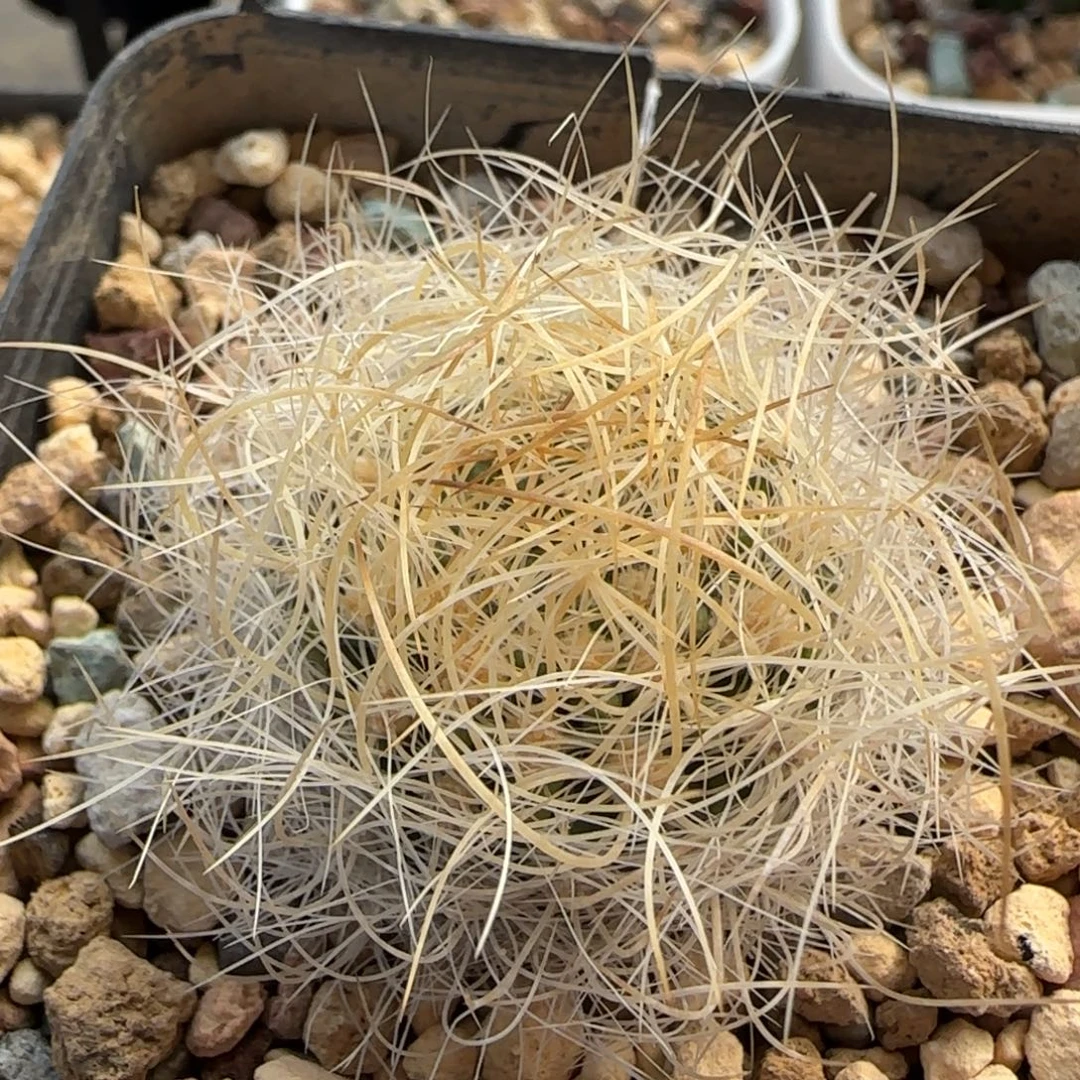 502实生混乱玉多肉3.5