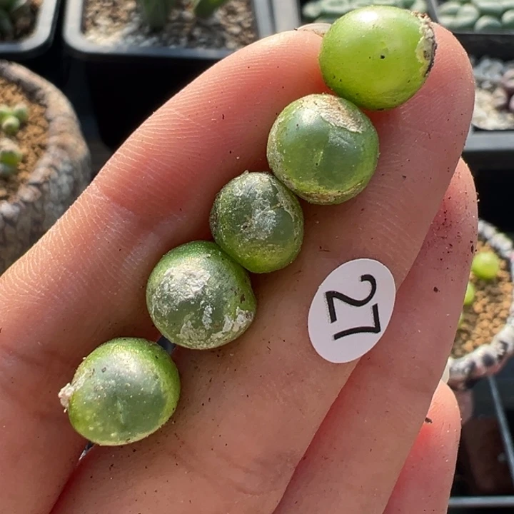 27号双12嗨一天不代表出货价格