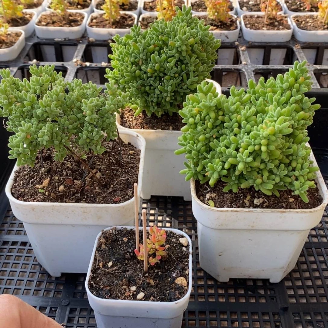 ?***?枝干番杏多肉植物949