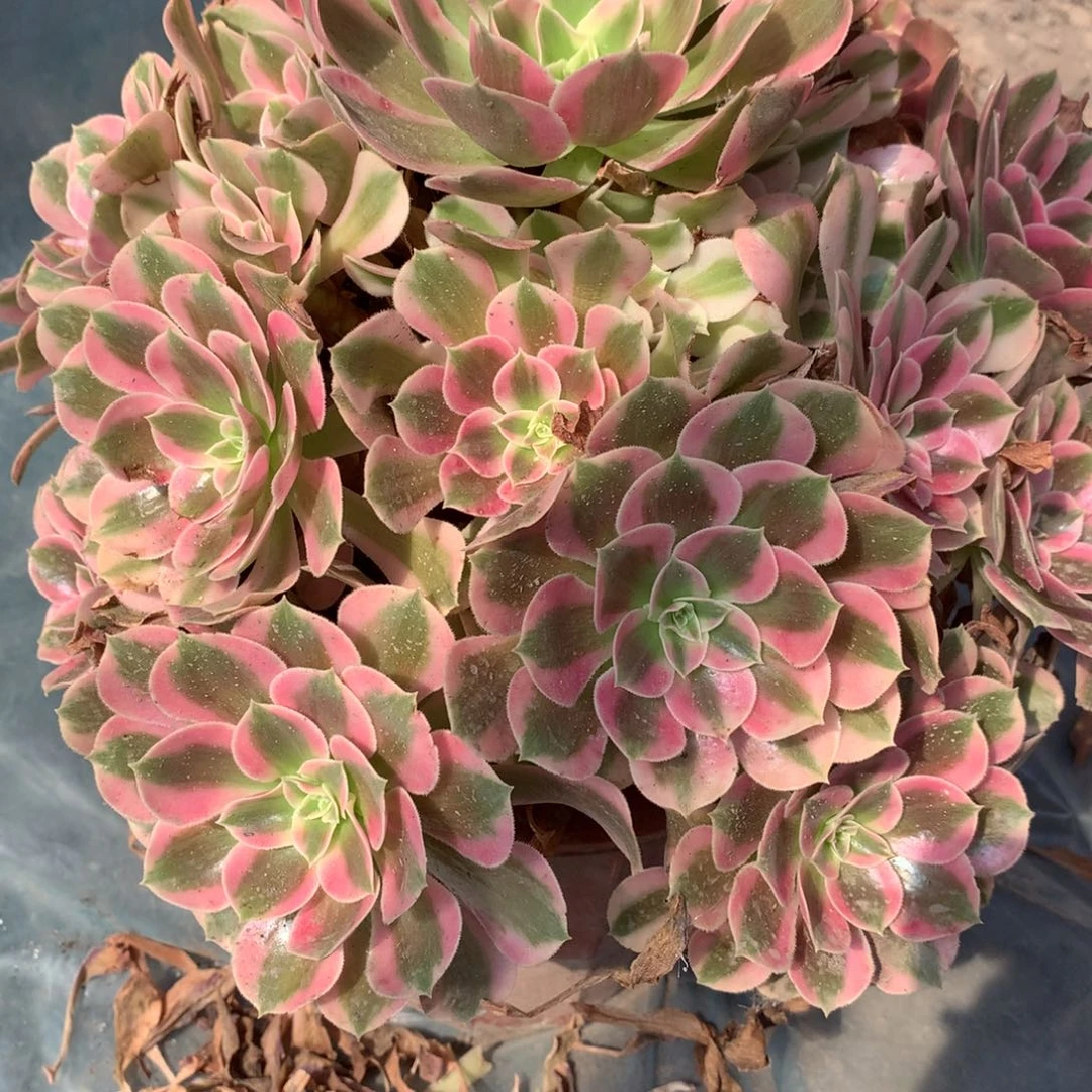 花样年华多肉植物