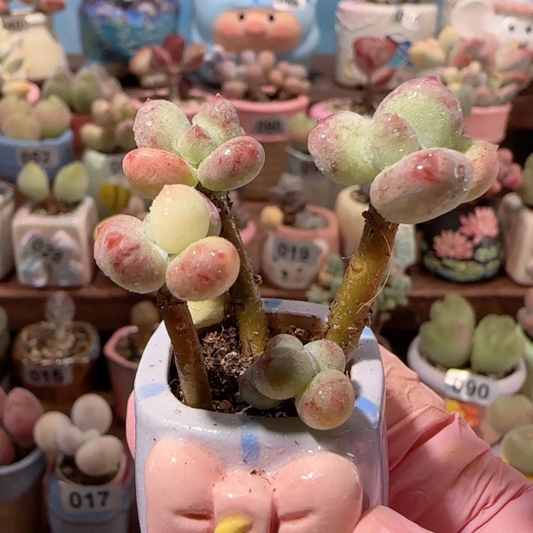 彩虹奶锦 盆口2.5cm