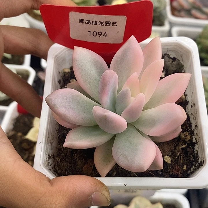 1094号奥普锦多肉