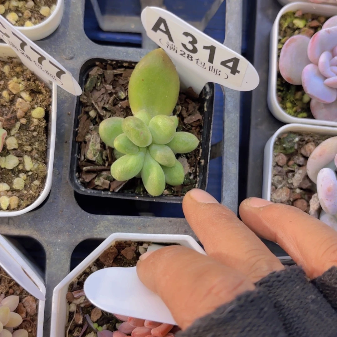 A314乌里韦亚一物一拍