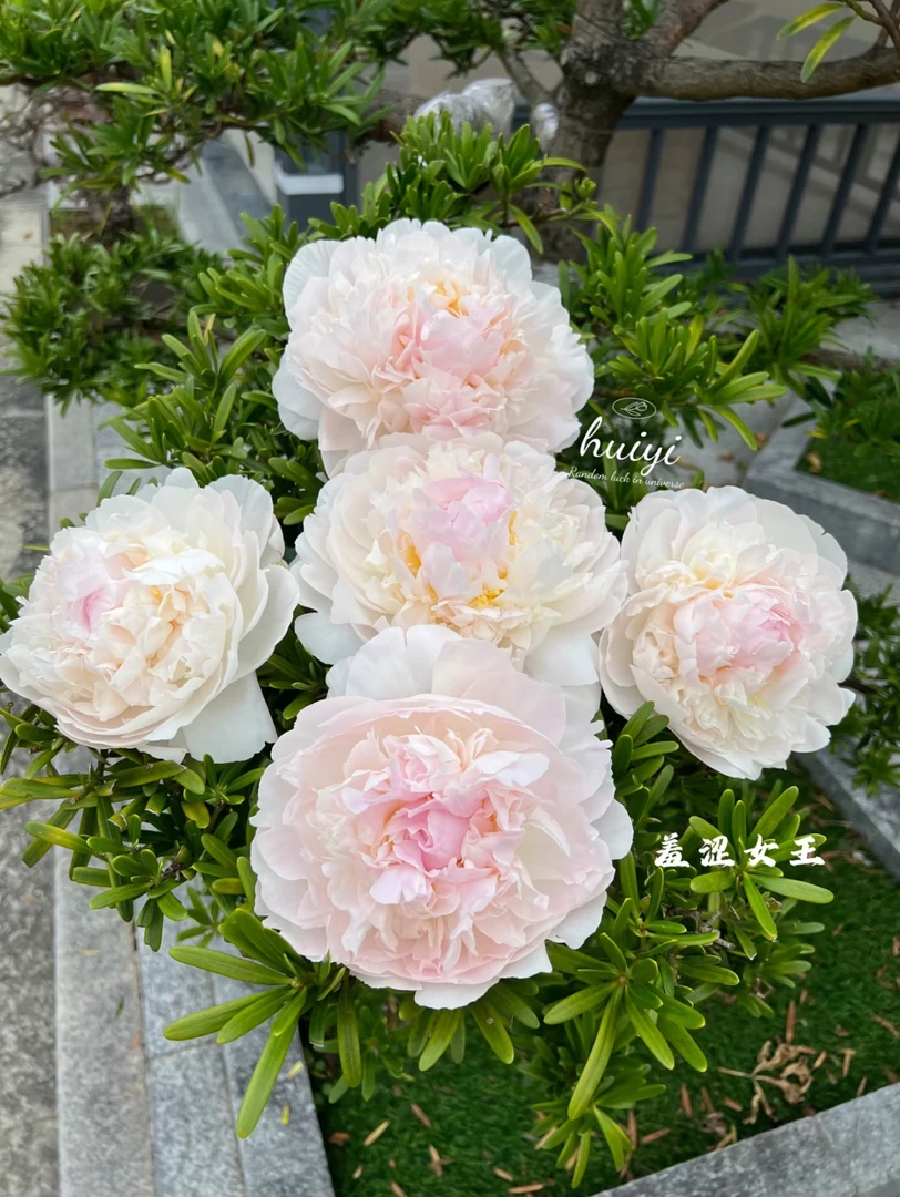 羞涩女王 重瓣芍药 简单易养 菏泽基地直发
