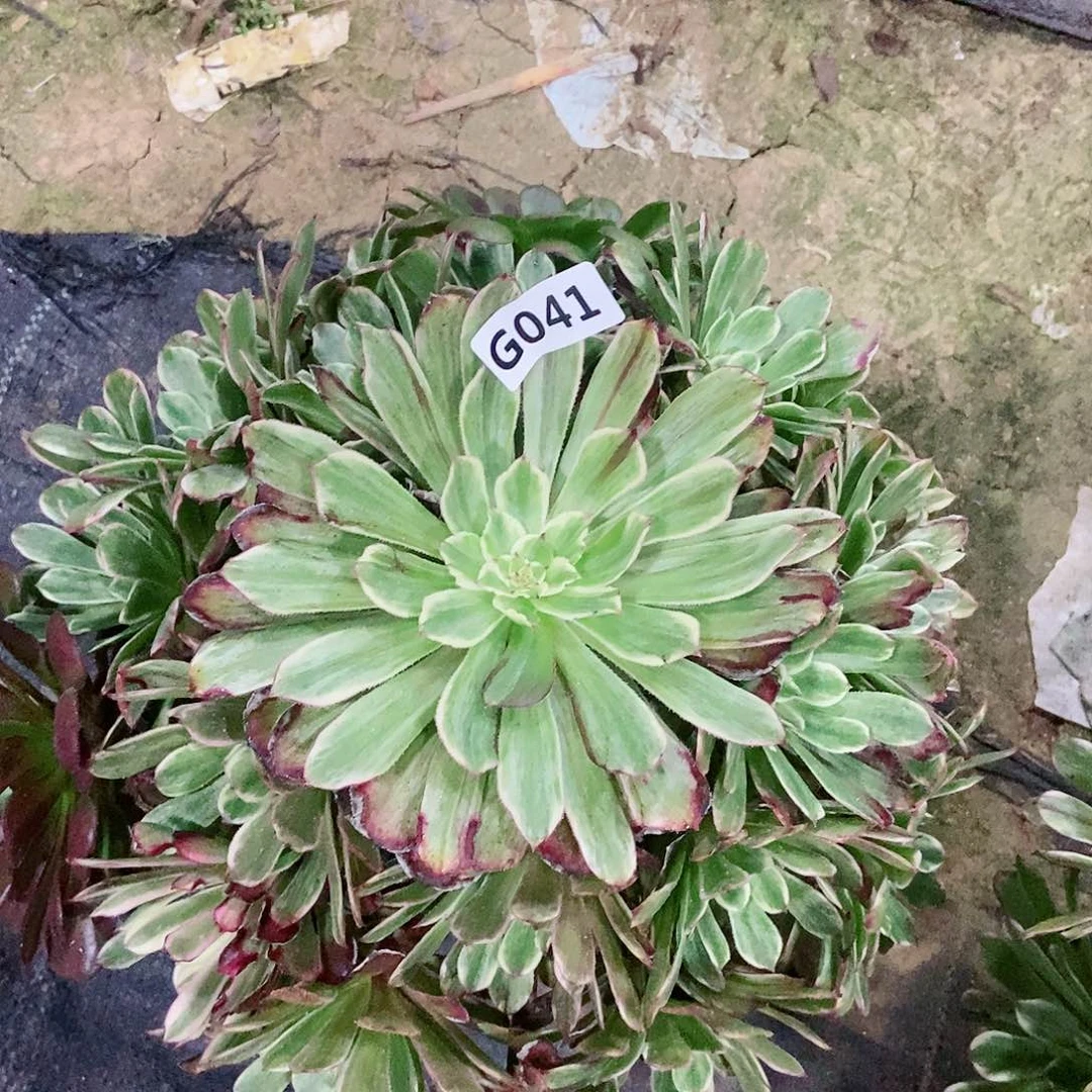 红陶相*041水墨5多肉