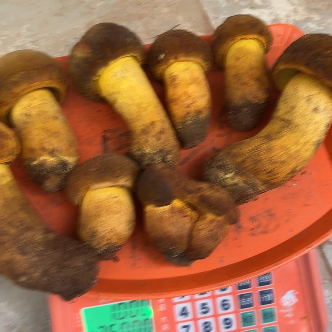 赫***舍云南南华野生菌中国大陆