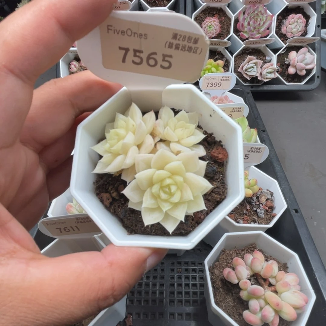 7565白天鹅4.5厘米