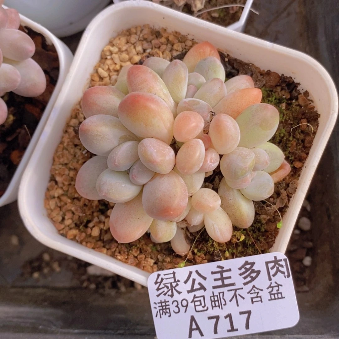 香水6cm717多肉植物