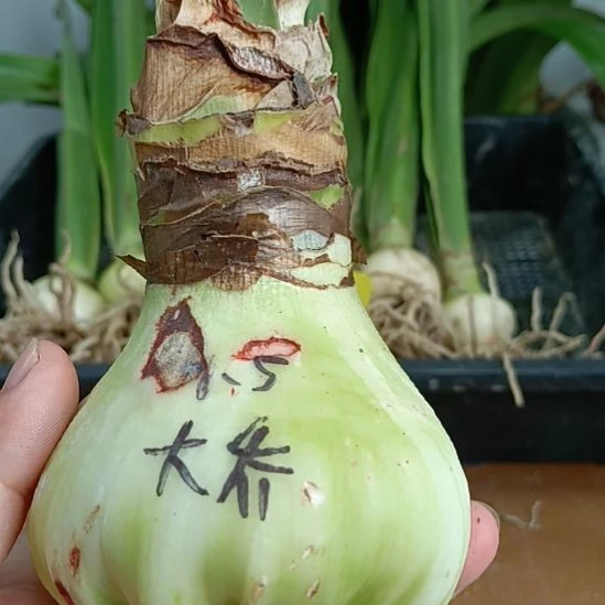 无花朵大桥朱顶红7+