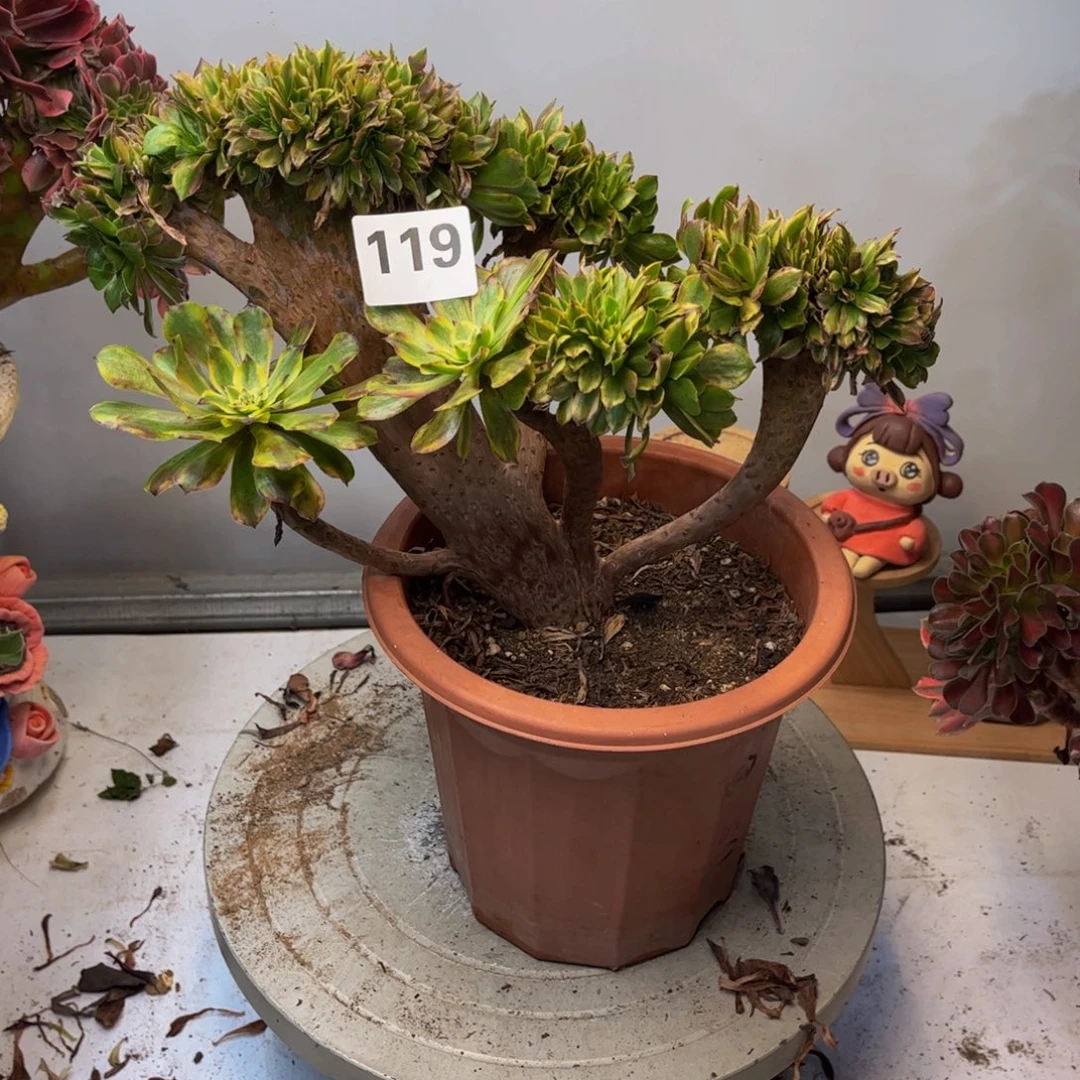 红***妨多肉植物花脸粉黛缀119