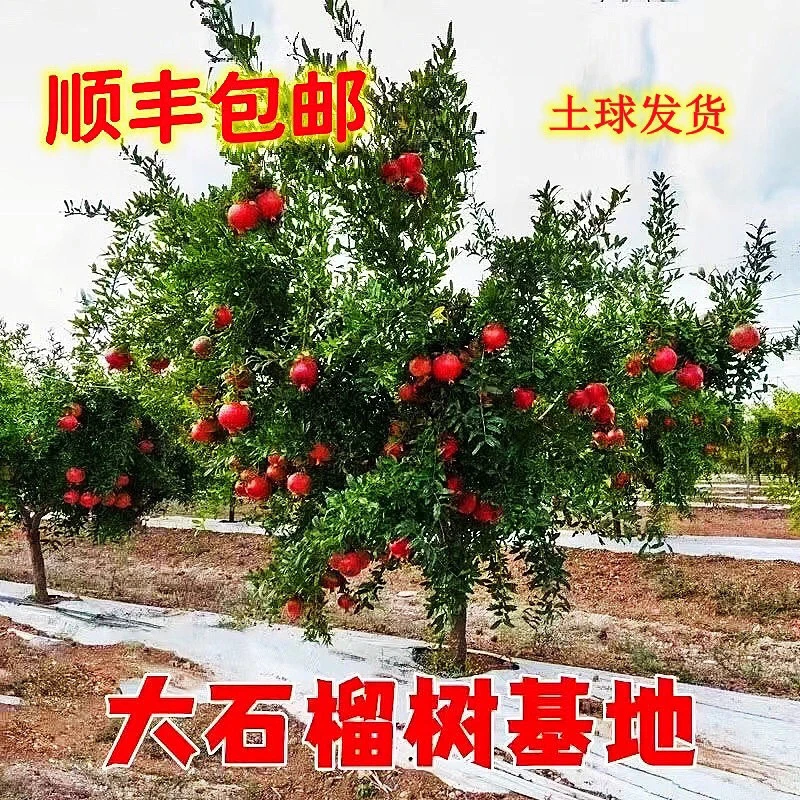 软籽无籽甜带土盆栽庭院种植果树果苗