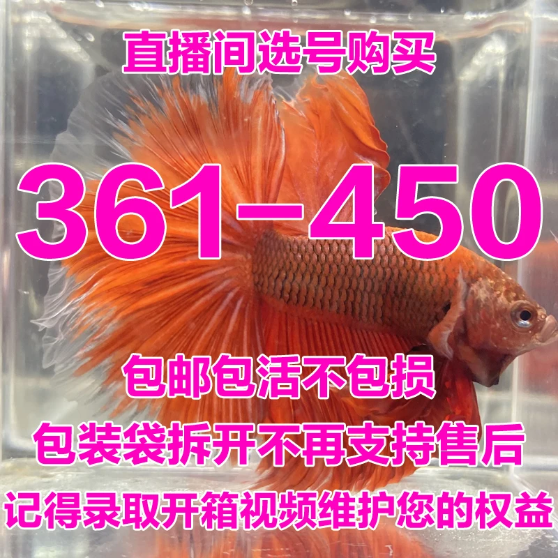 361-450号直播间选号购买泰国斗鱼小型热带观赏鱼